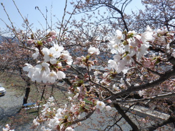 ❁桜前線到来❁